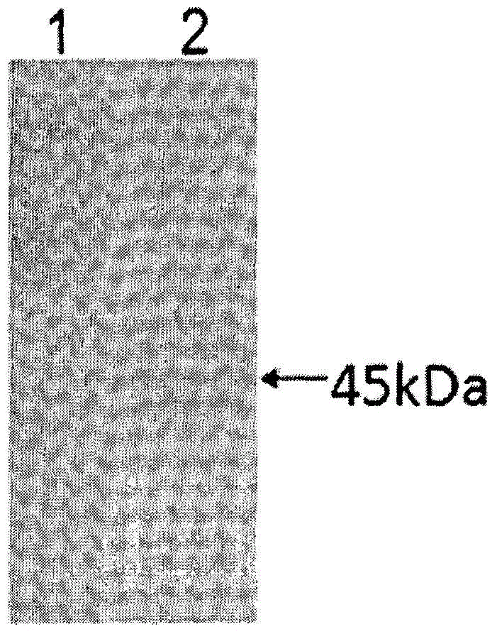 Protein transduction peptide-paraoxonase 1 fusion protein and preparation method and application thereof