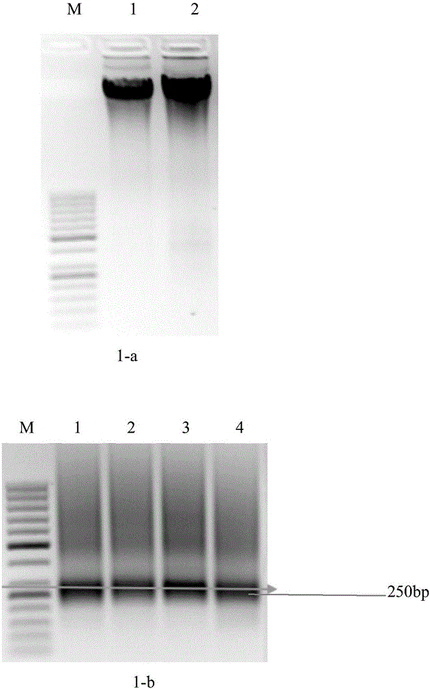 Multi-PCR primer and method for constructing leukemia minimal residual disease TCR library based on high-throughput sequencing