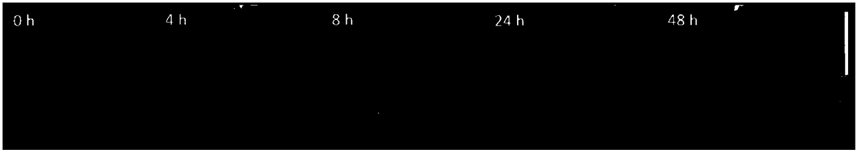 A diagnostic and therapeutic preparation with multiple stimuli-responsive drug controlled release function and its preparation method and application