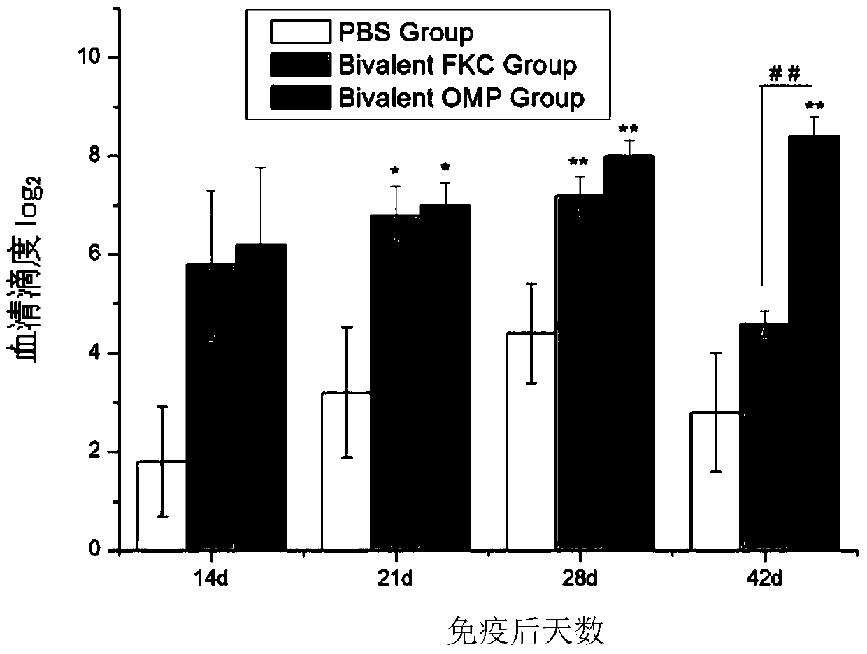 A double recombinant protein of Vibrio vulnificus eel and Edwardsiella tarda and its preparation method