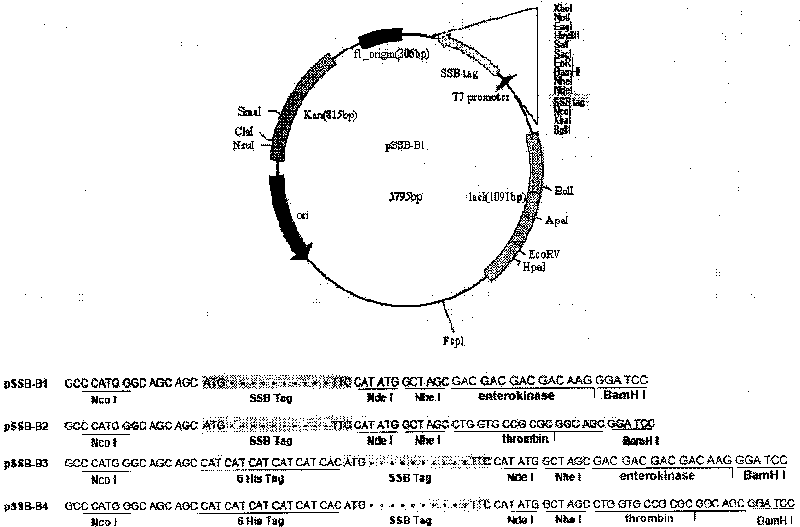 Fusion protein containing single-stranded DNA binding protein, expression and purification methods thereof