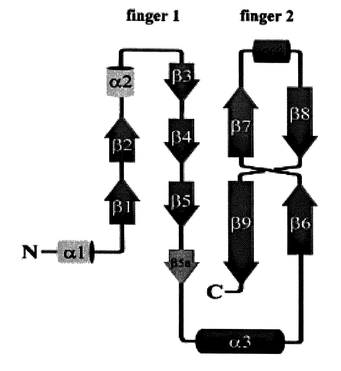 Finger-1 peptide analogs of the TGF-β superfamily