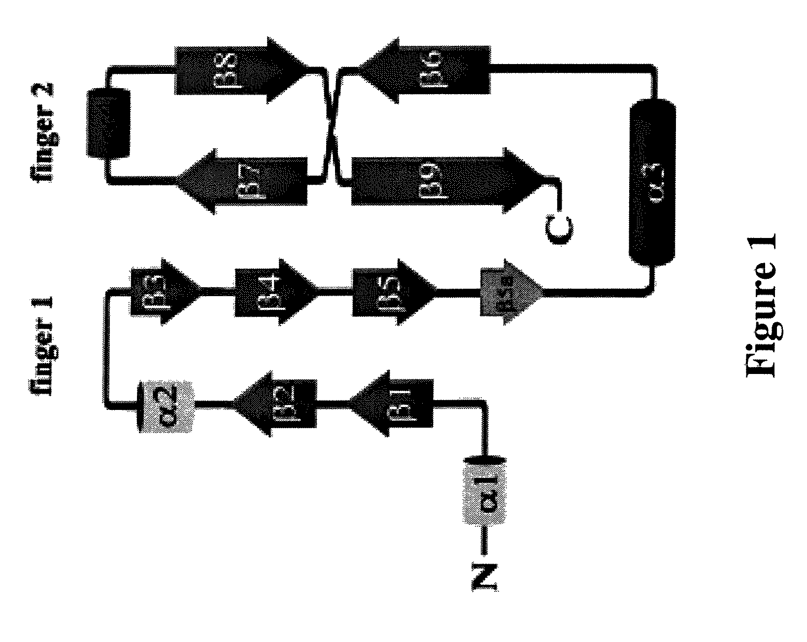 Finger-1 peptide analogs of the TGF-β superfamily