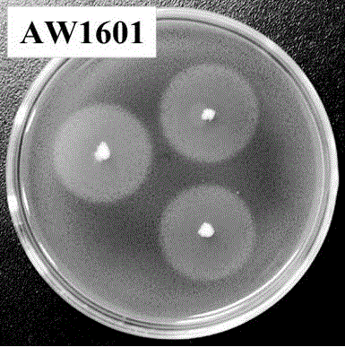 High-temperature-resistant cellulase producing bacterium and application thereof