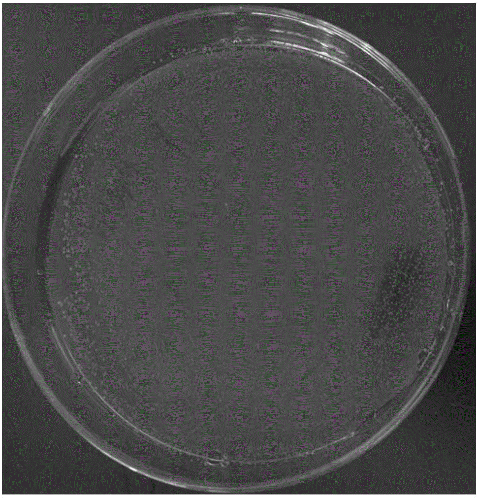 Beta-galactosidase mutant and related biological material and application thereof