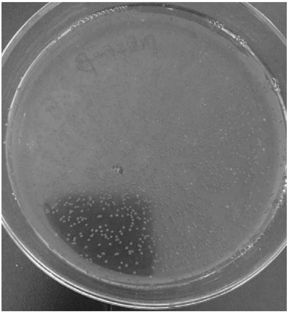 Beta-galactosidase mutant and related biological material and application thereof