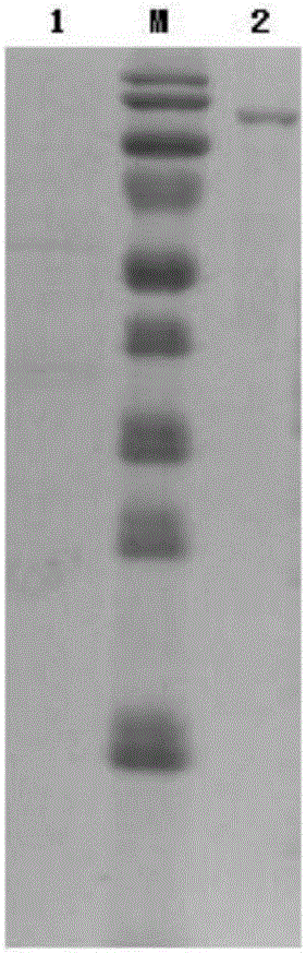 Beta-galactosidase mutant and related biological material and application thereof