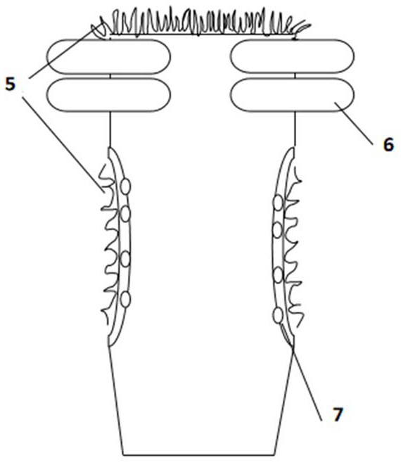 Antibacterial and hypoallergenic adult paper diapers and preparation method thereof