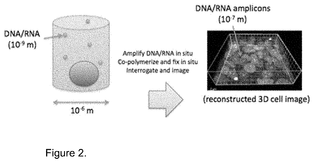 Method for Generating A Three-Dimensional Nucleic Acid Containing Matrix