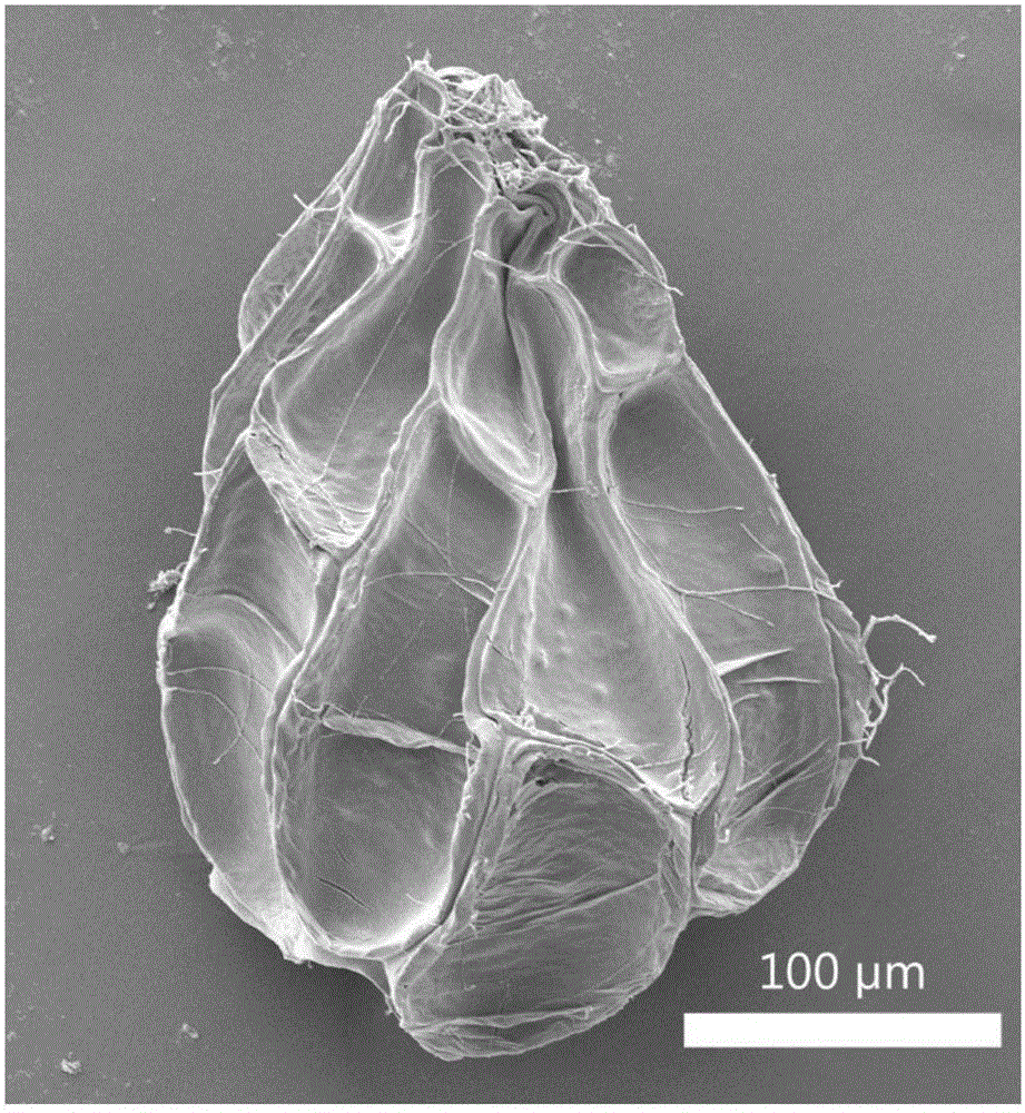 DNA (Deoxyribonucleic Acid) bar code for identifying orobanche coerulescens, and method and application for identifying orobanche coerulescens