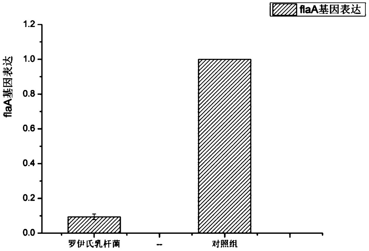 A Lactobacillus reuteri that antagonizes Campylobacter jejuni and inhibits its flaa gene expression