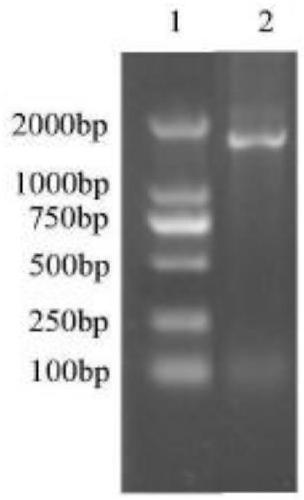 Application of enterobacter hormaechei K20 to degrading agricultural wastes