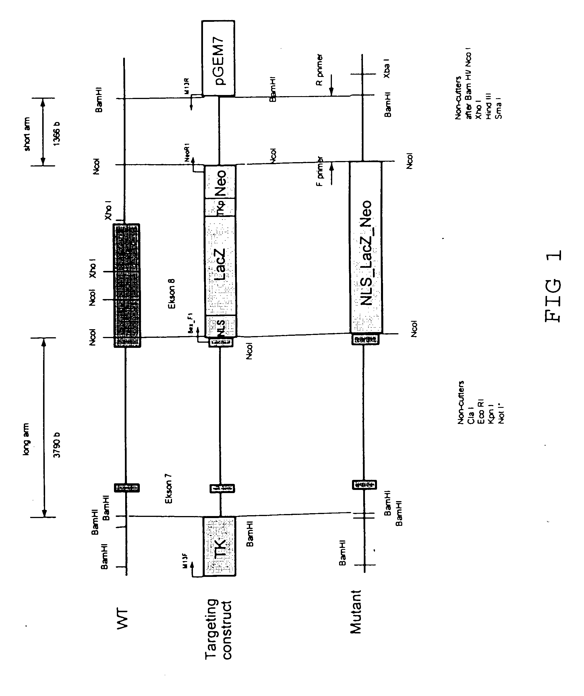 Transgenic animal model for modelling pathological anxiety, a method for identifying compounds for treatment of diseases or disorders caused by pathological anxiety and a method for using wfs1 protein as a target for identifying effective compounds against pathological anxiety