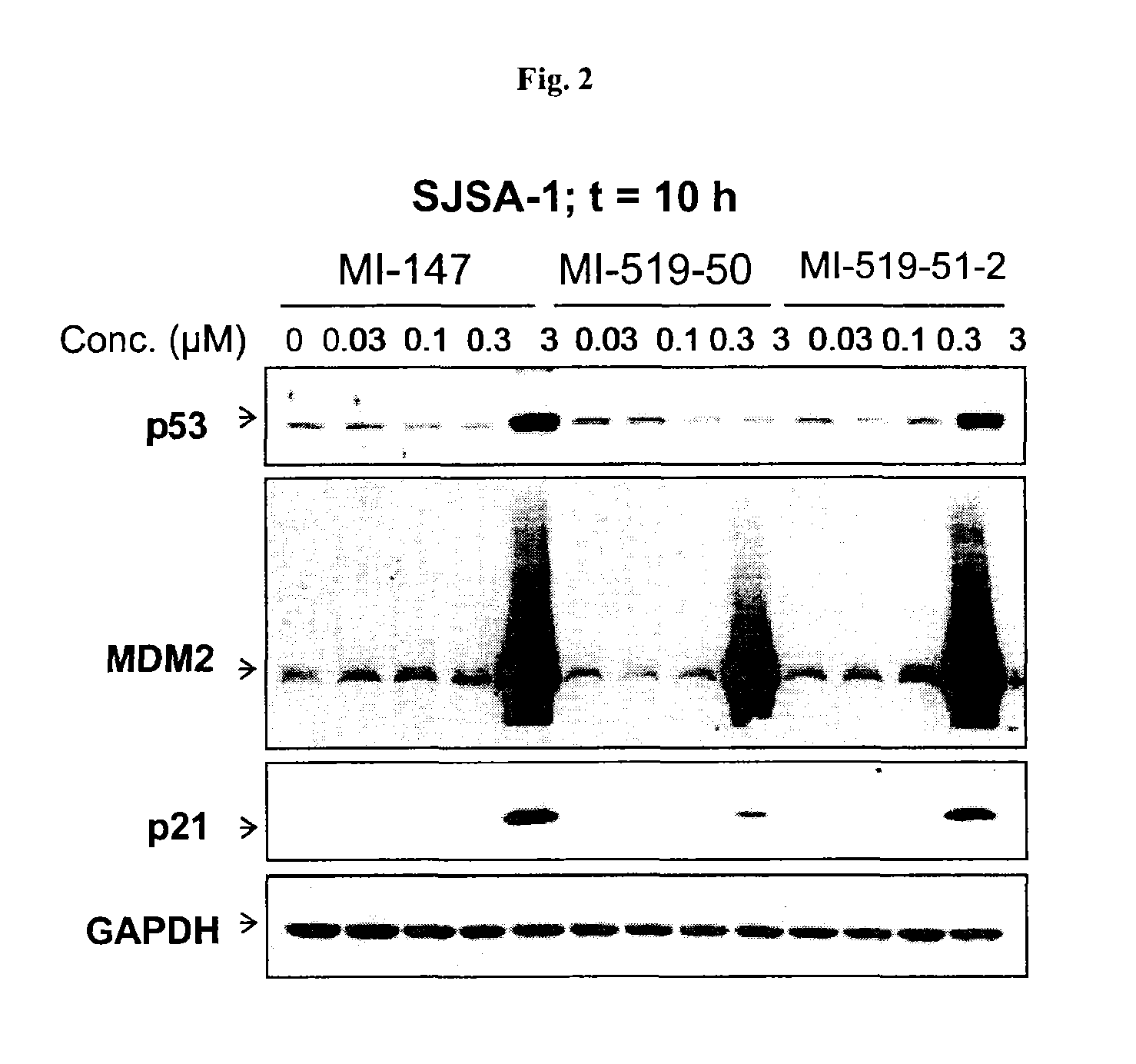 Spiro-oxindole MDM2 antagonists