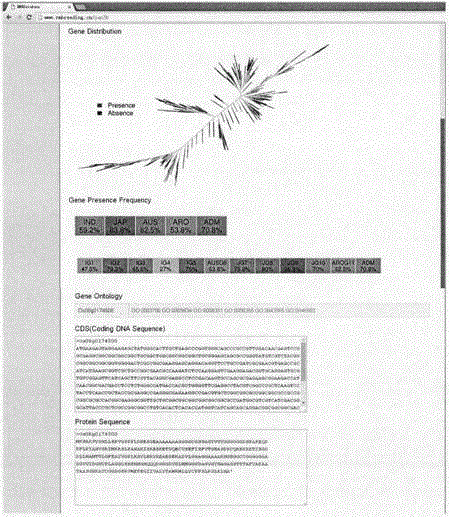 Genome information assisted breeding method-breeding parent selection based on SNP clustering information and PAV variation information