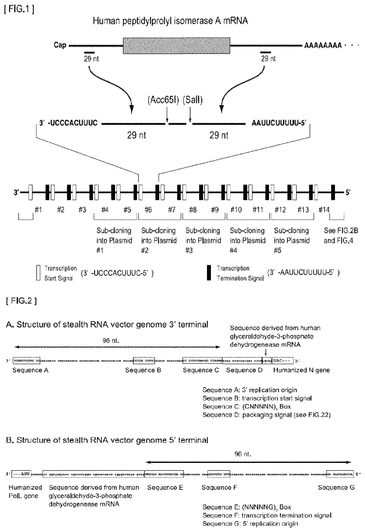 Gene expression system using stealthy RNA, and gene introduction/expression vector including said RNA