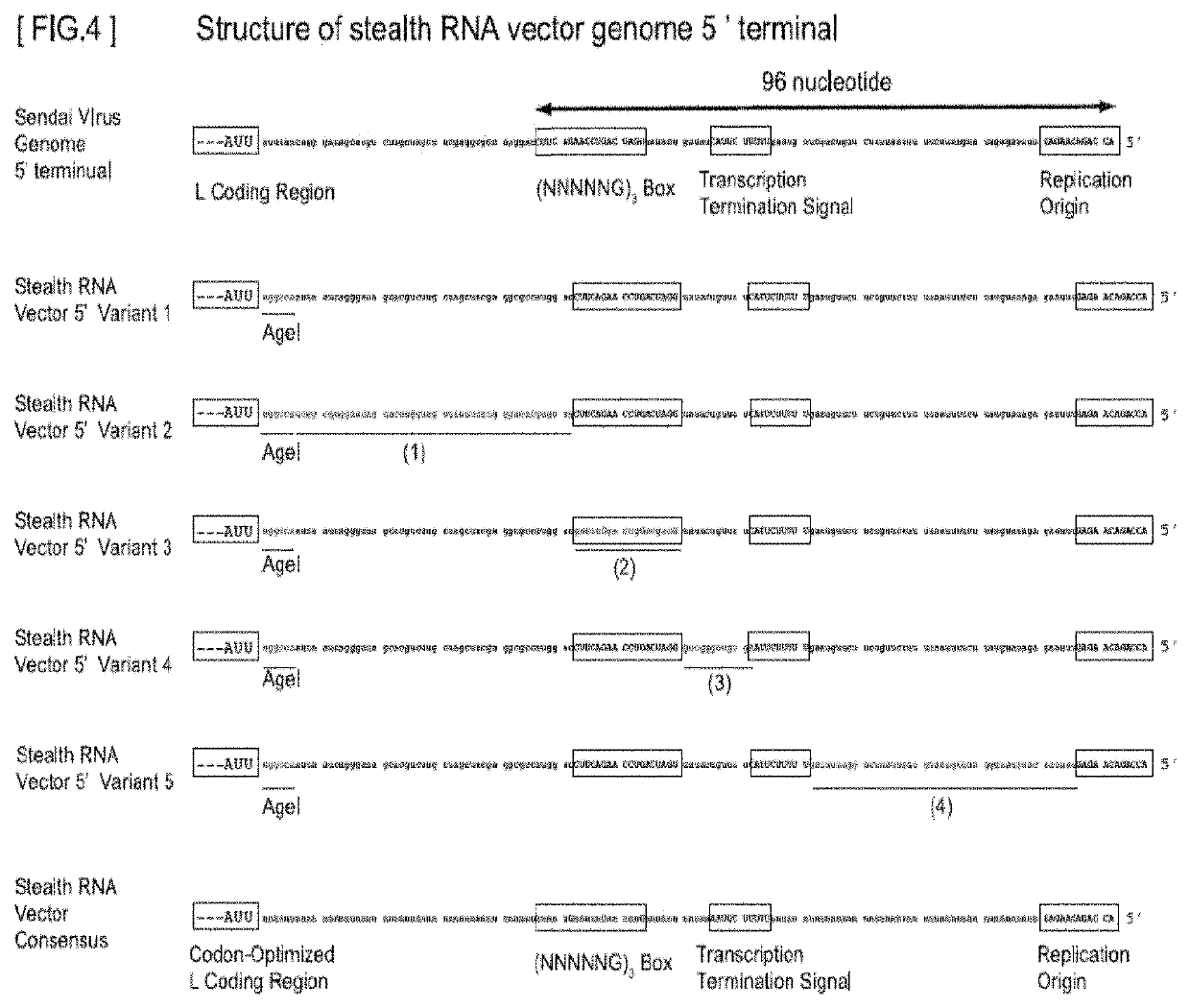 Gene expression system using stealthy RNA, and gene introduction/expression vector including said RNA