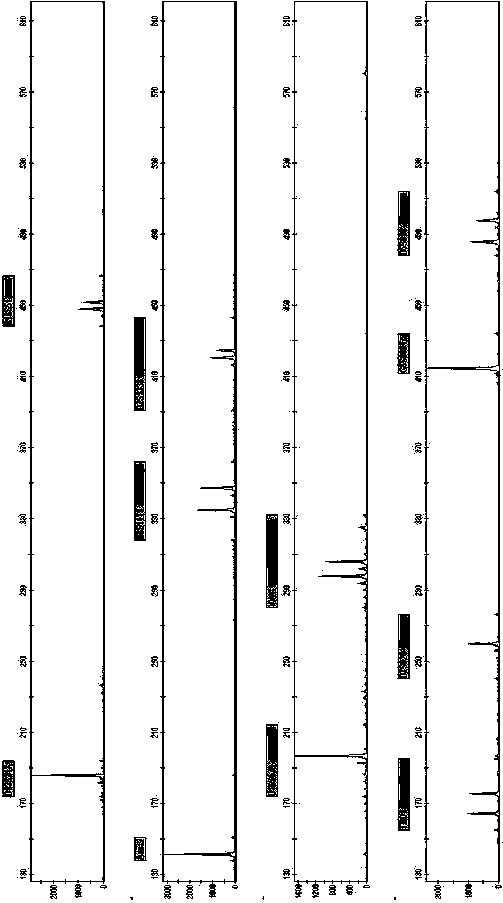 New short nucleotide tandem repeat site and application thereof