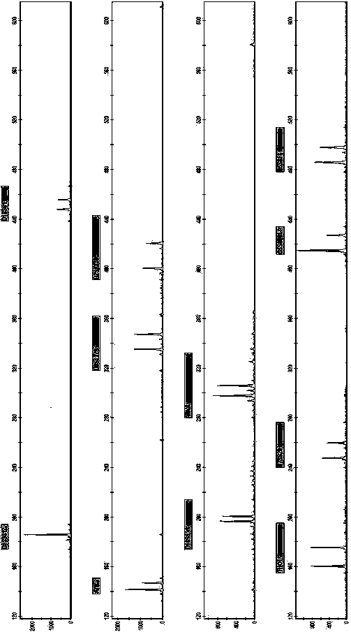 New short nucleotide tandem repeat site and application thereof