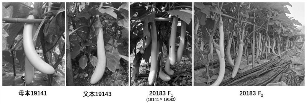 SNP (Single Nucleotide Polymorphism) marker closely linked with eggplant green fruit color Gv1 gene and application