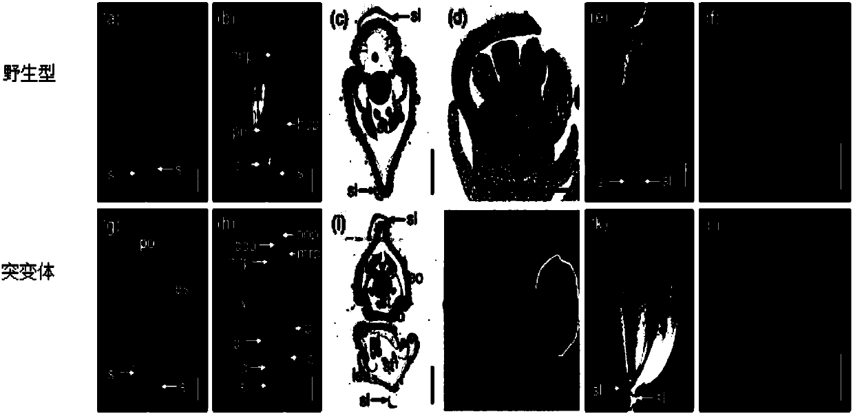 Rice double-flower spikelet gene DF1, protein coded by rice double-flower spikelet gene DF1 and application