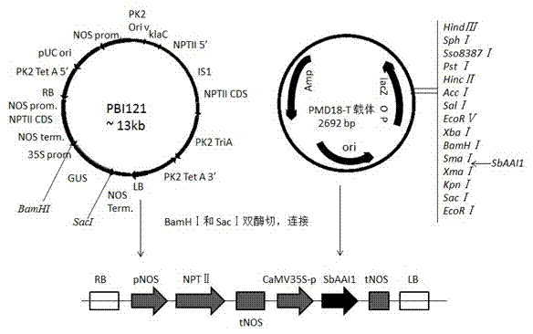 Alpha-amylase repressor SbAAI1 gene and protein as well as application of gene