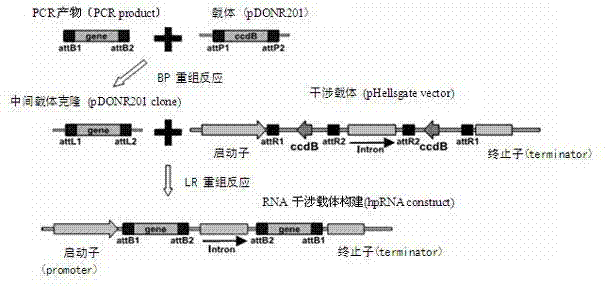 Alpha-amylase repressor SbAAI1 gene and protein as well as application of gene