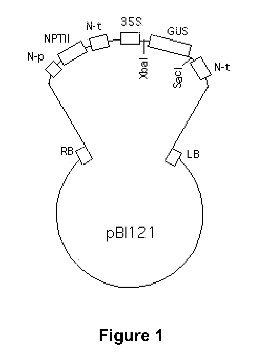 Processing cellulosic biomass