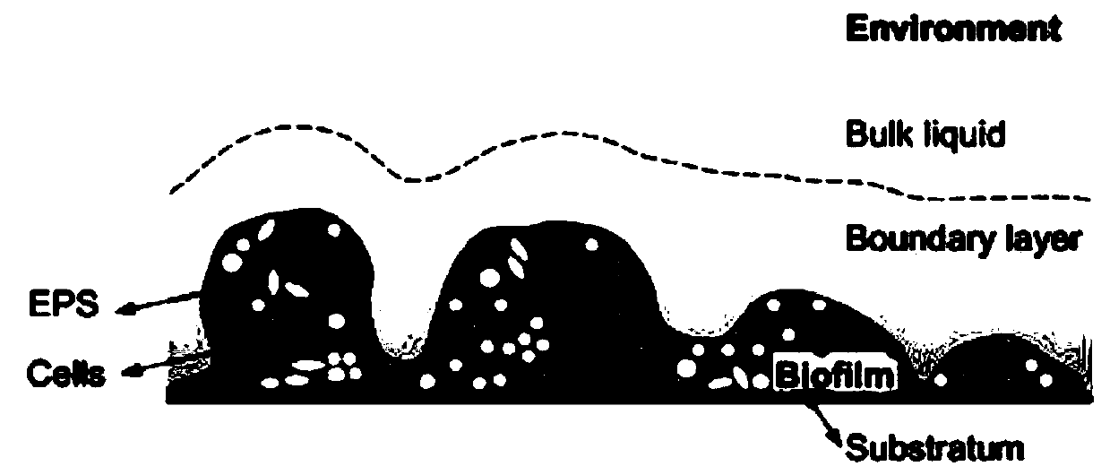 Three-dimensional curved surface reconstruction method suitable for biological membrane