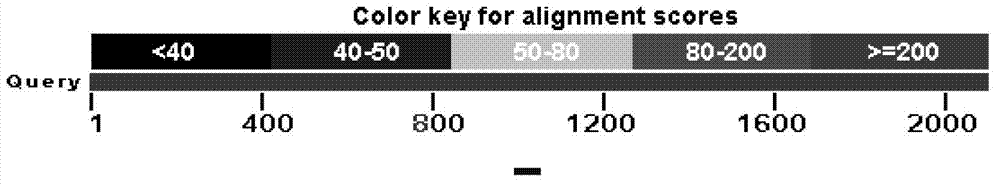 Use of human Down's syndrome DNA sequence in detection on the number of human cells implanted in mouse