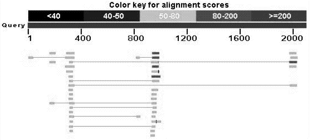 Use of human Down's syndrome DNA sequence in detection on the number of human cells implanted in mouse