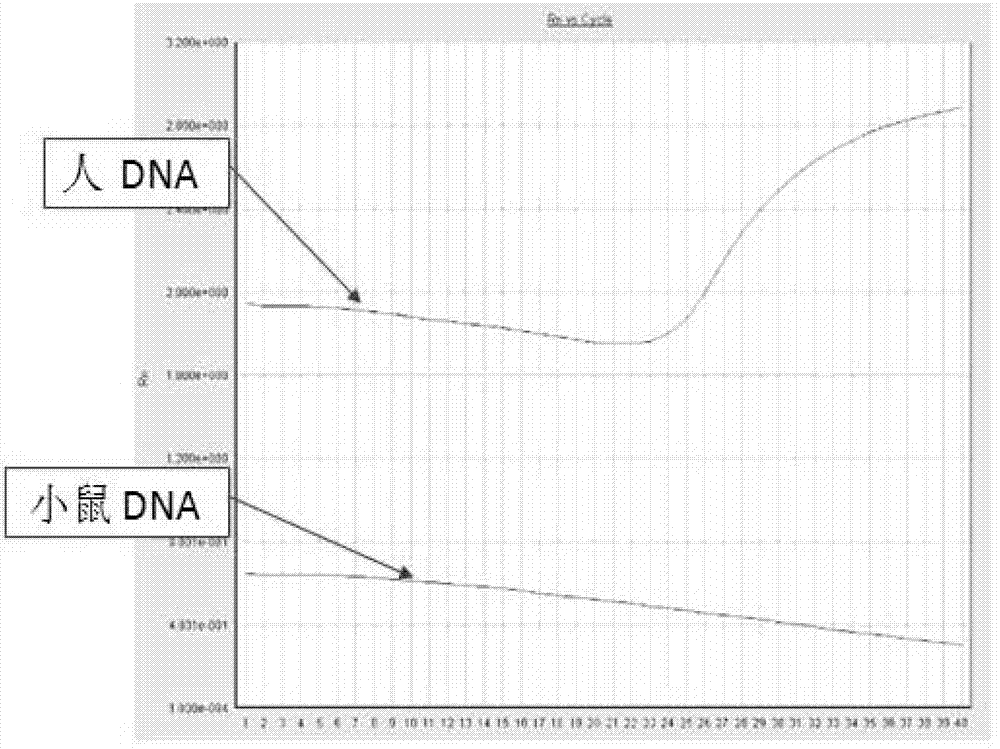 Use of human Down's syndrome DNA sequence in detection on the number of human cells implanted in mouse