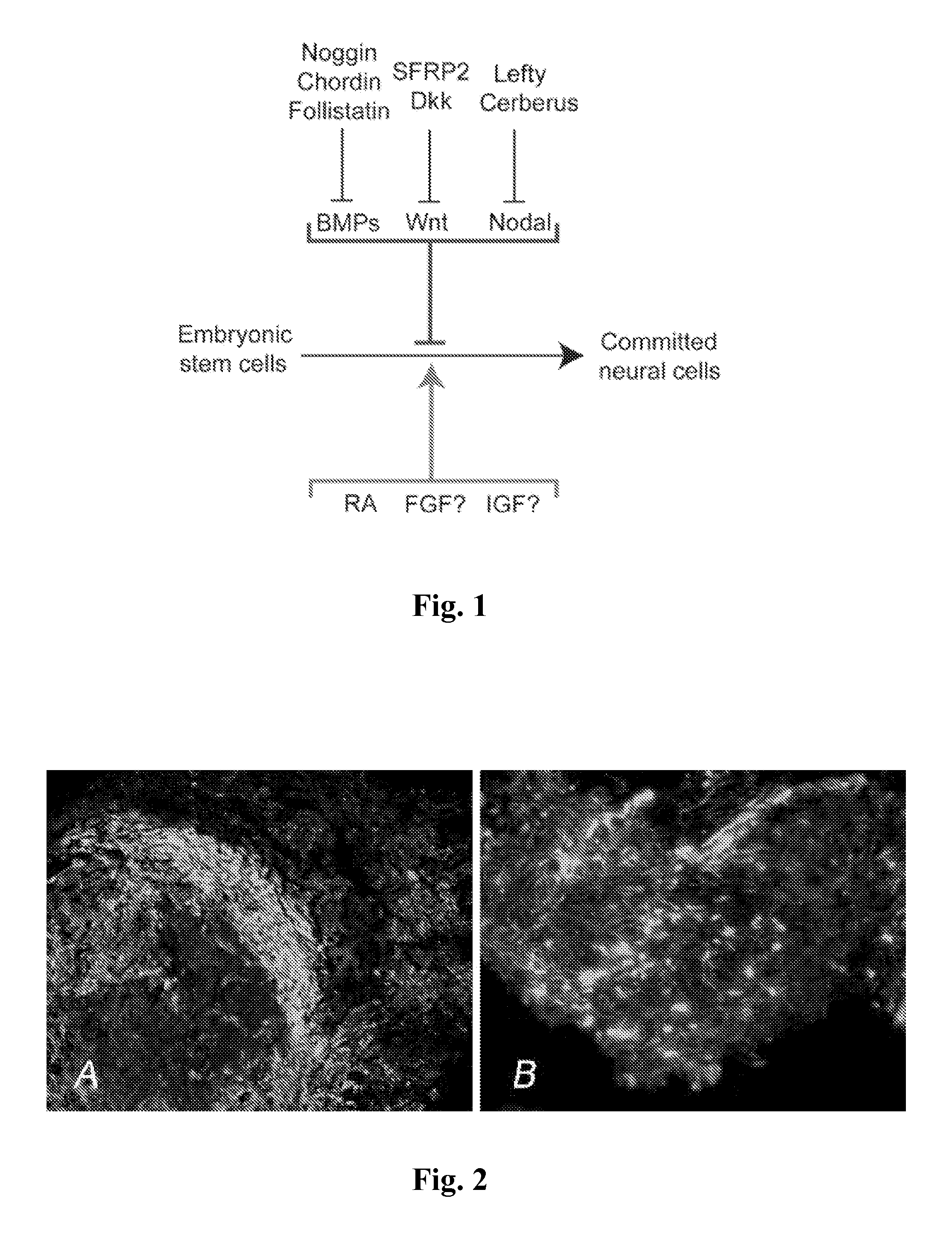 Method for stem cell differentiation in vivo by delivery of morphogenes with mesoporous silica and corresponding pharmceutical active ingredients