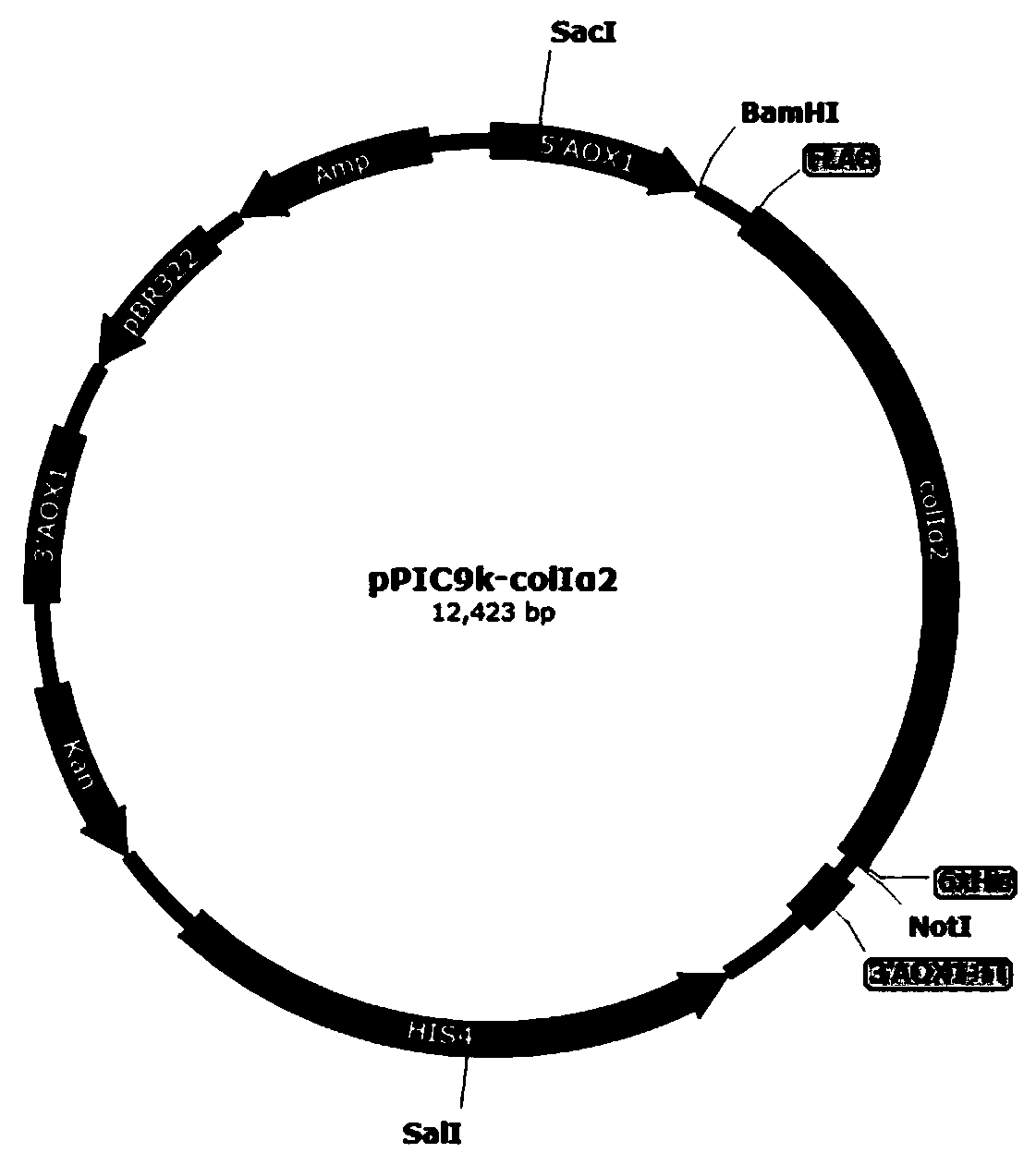 Recombinant human collagen and application thereof