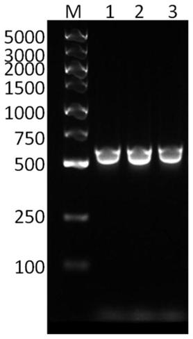 Recombinant human collagen and application thereof