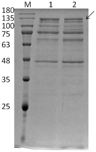 Recombinant human collagen and application thereof