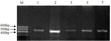 Method for selecting molecular marker for goat yeaning traits