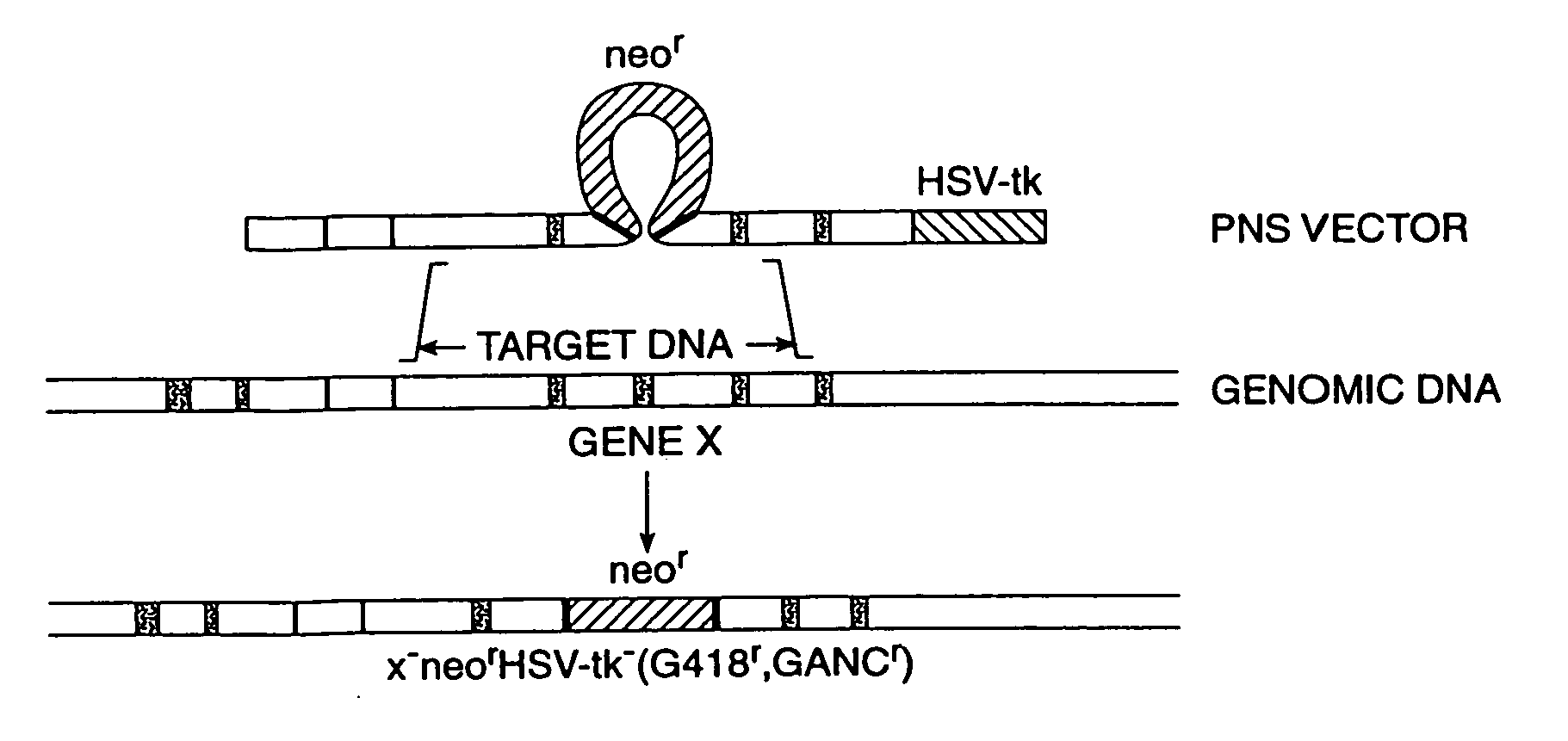 Cells and non-human organisms containing predetermined genomic modifications and positive-negative selection methods and vectors for making same