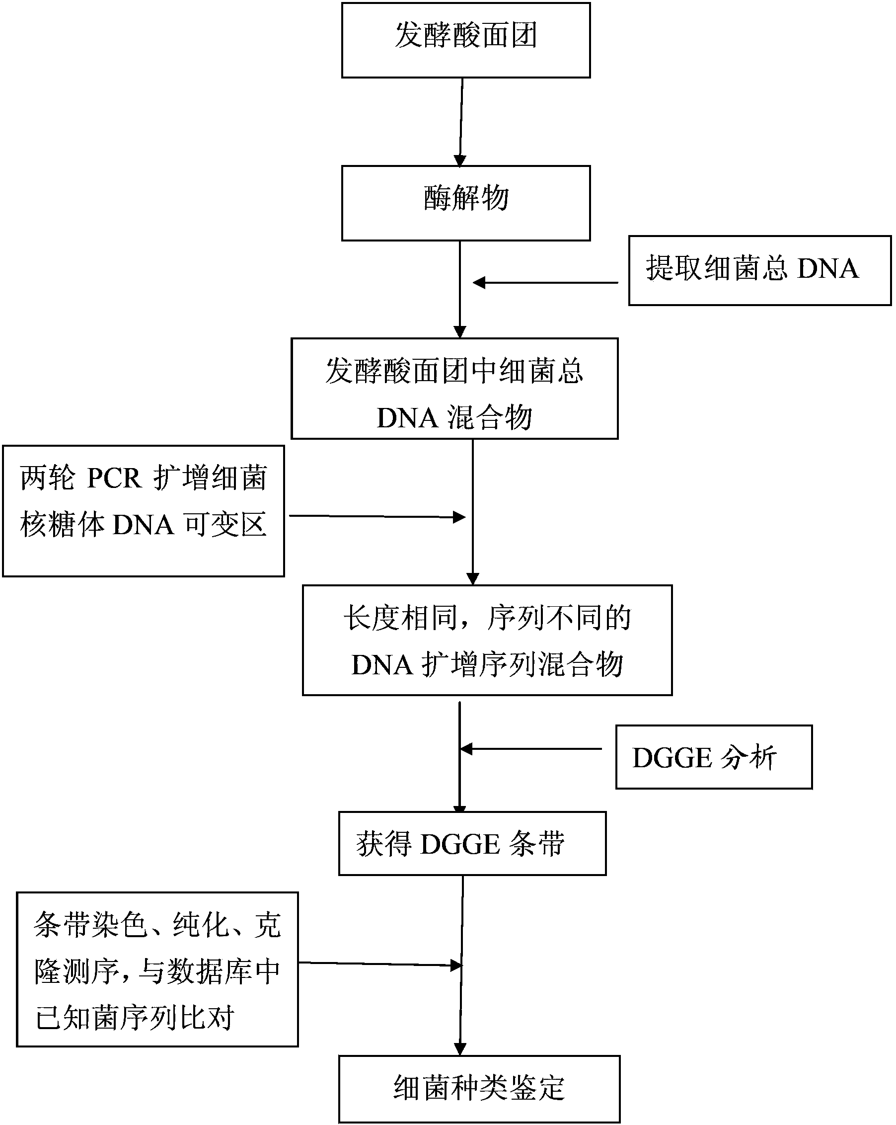 Method for identifying bacteria microflora composition in fermented sourdough