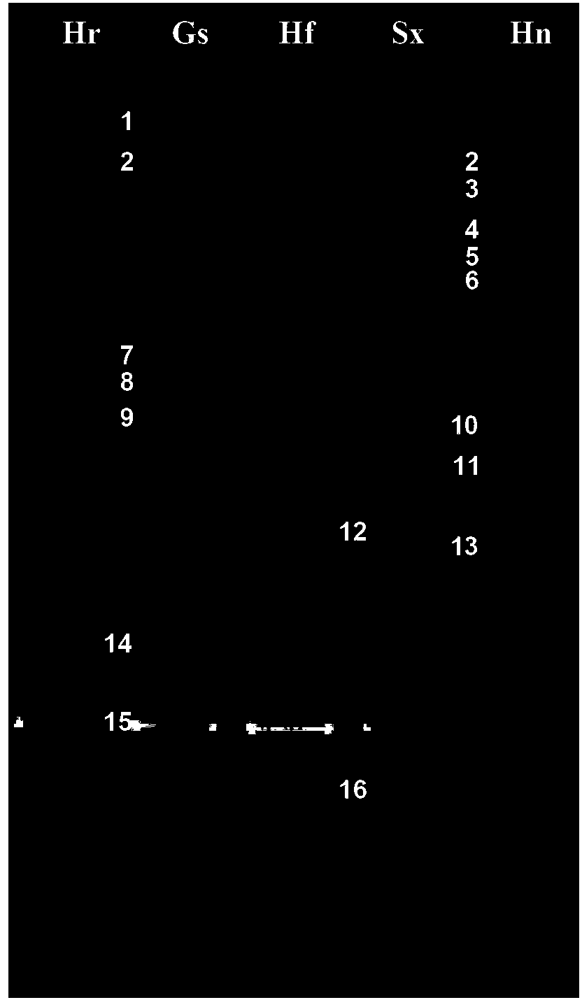 Method for identifying bacteria microflora composition in fermented sourdough