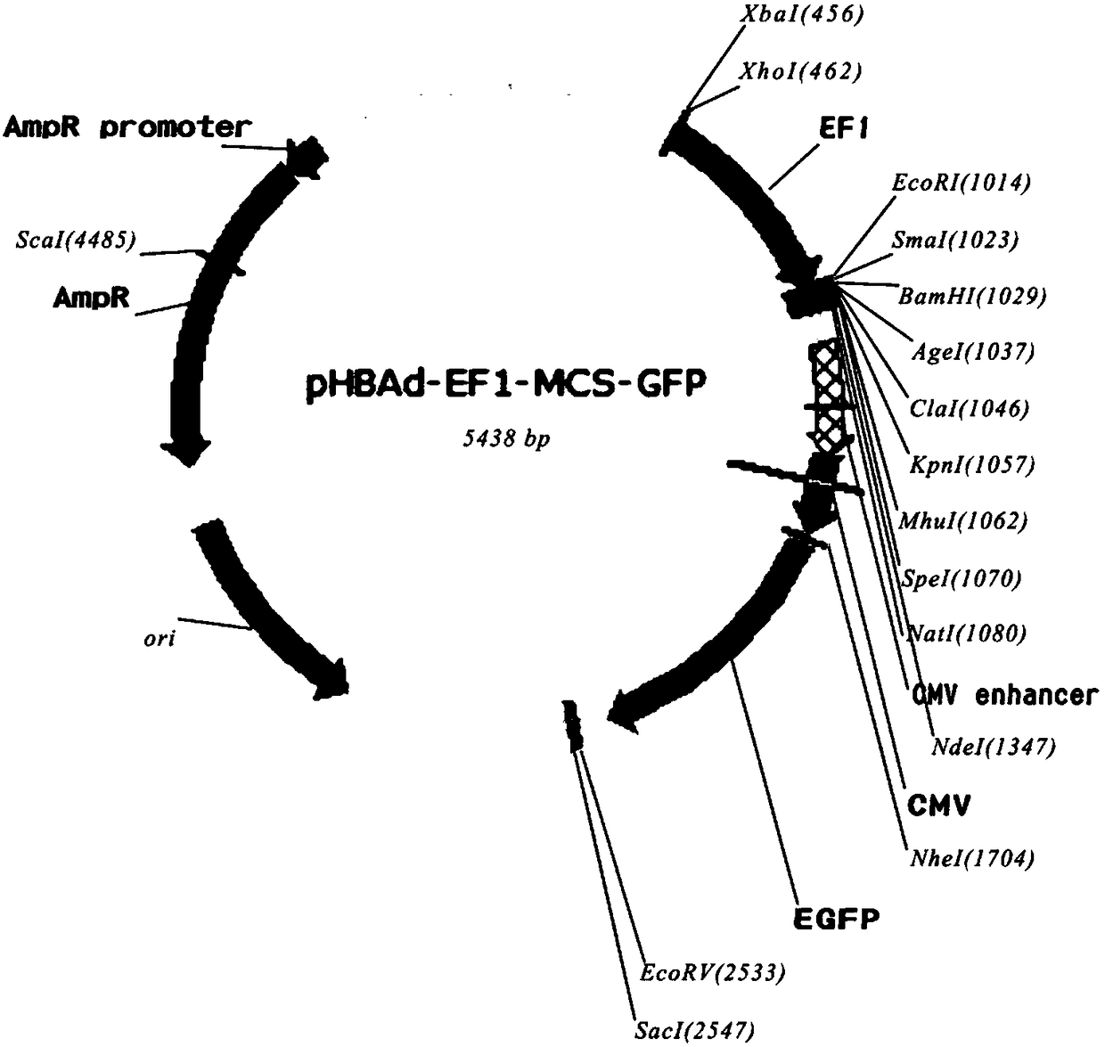 Tbc1d14 gene over-expression adenovirus vector as well as building and packaging methods of vector