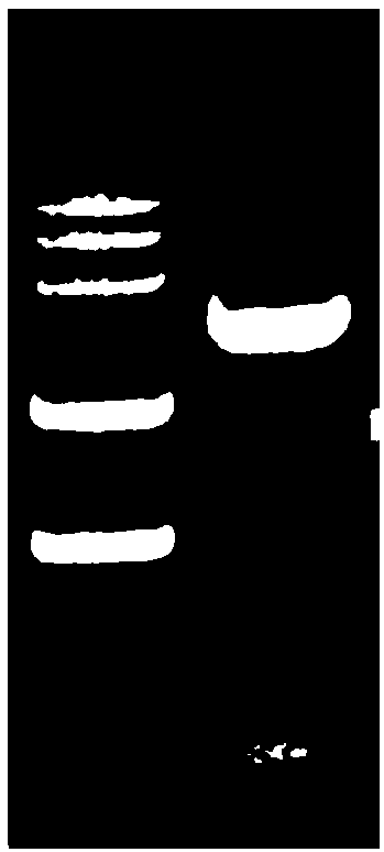 Tbc1d14 gene over-expression adenovirus vector as well as building and packaging methods of vector