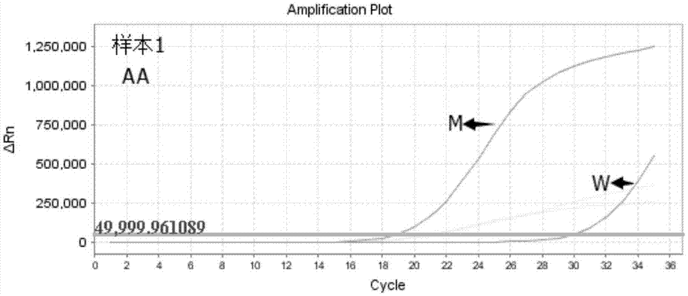 Primers, probe and kit for detecting ALDH2 (aldehyde dehydrogenase gene2) gene polymorphism