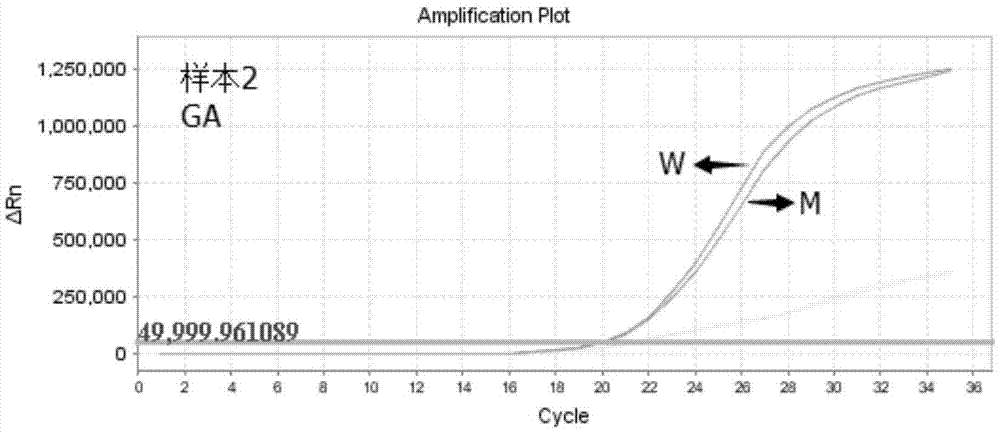 Primers, probe and kit for detecting ALDH2 (aldehyde dehydrogenase gene2) gene polymorphism