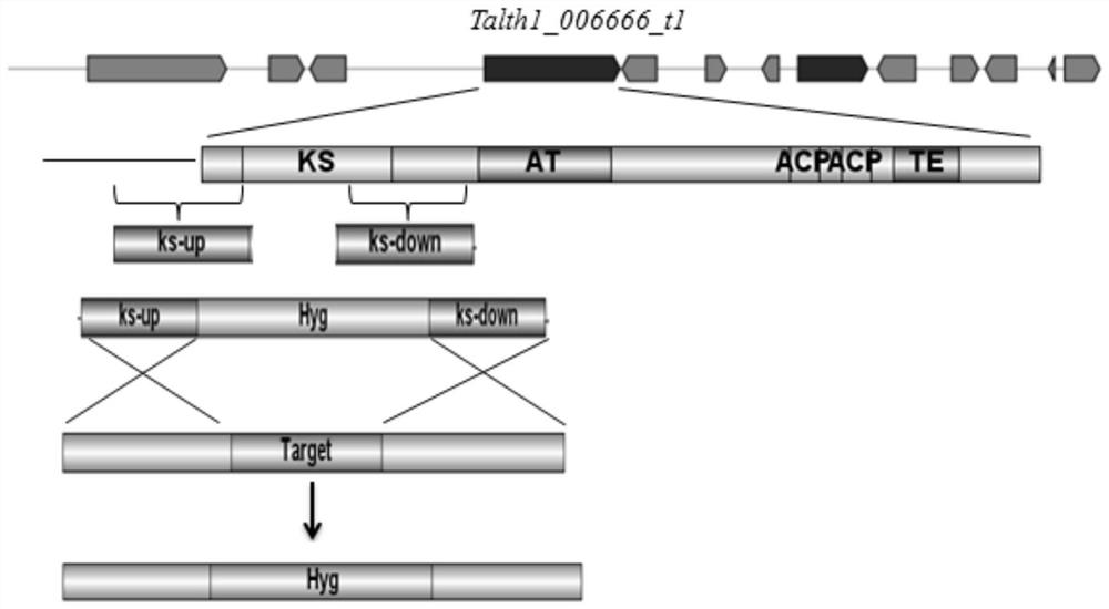 A method for obtaining positive transformants of thermophilic fungi