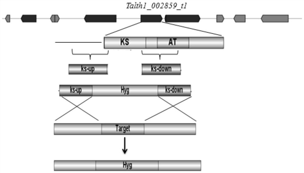 A method for obtaining positive transformants of thermophilic fungi