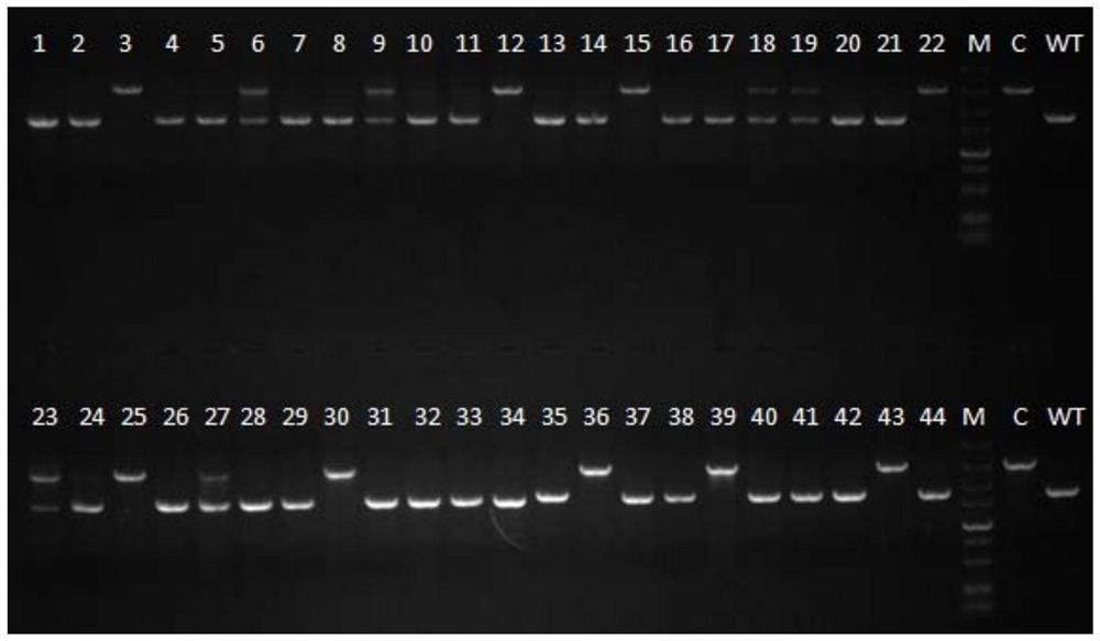 A method for obtaining positive transformants of thermophilic fungi