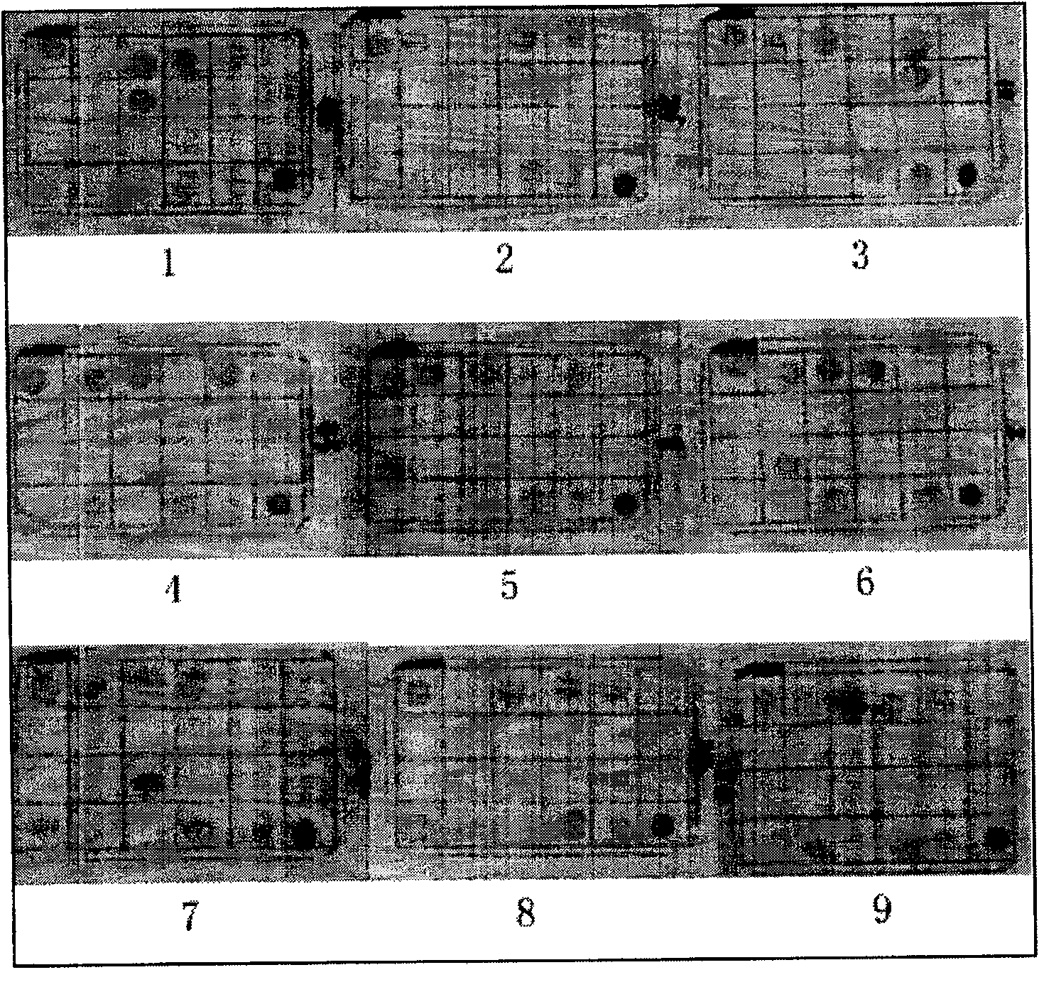 Method and kit for detecting mycobacterium tuberculosis and drug-resistant gene mutation thereof