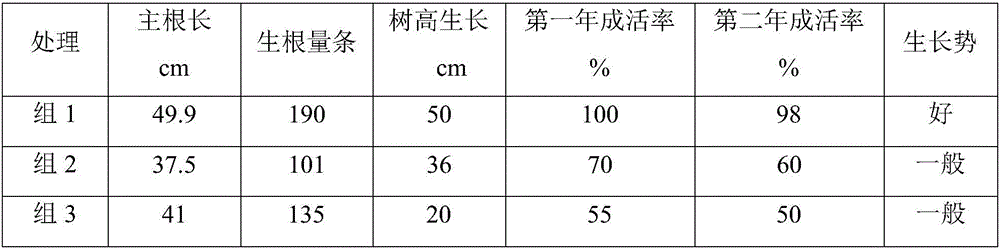 Rapid propagation method of wild betula platyphylla suk