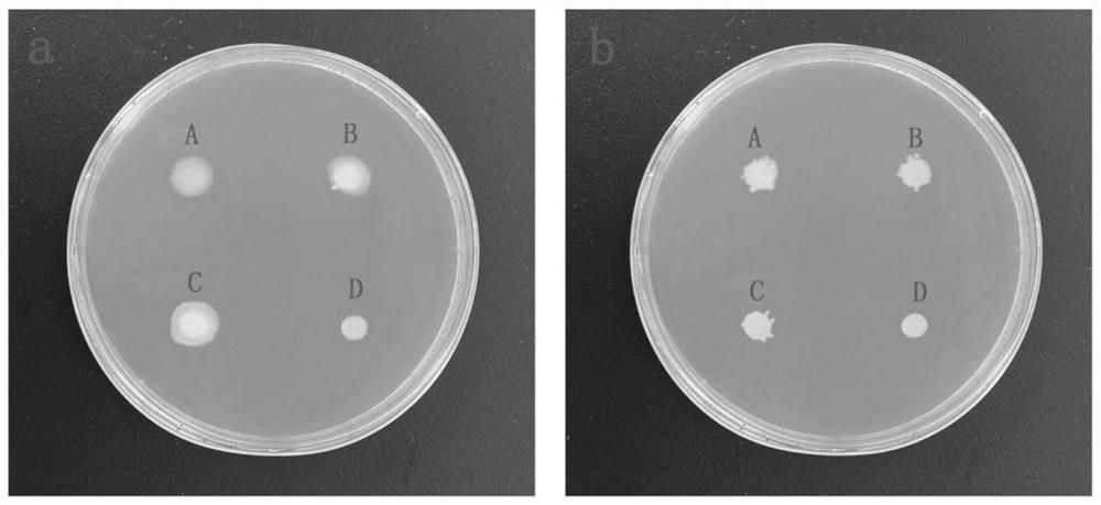 Bile salt tolerant and cholesterol-reducing probiotic composition and application thereof